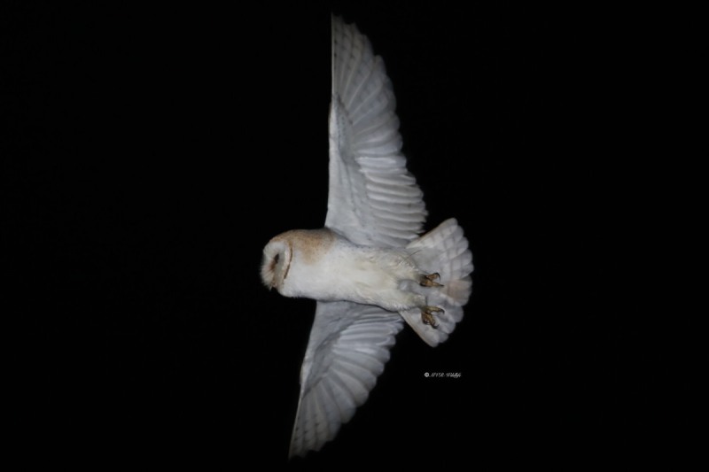 B65A9384-Kerkuil-Western-Barn-Owl-Schleiereule-Chouette-effraie-Lechuza-comun_1