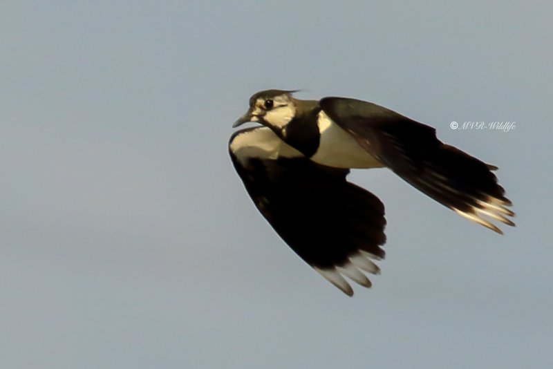 77A2351-Kievit-Lapwing-Kiebitz-Vanneau-hyppe-Avefria_1