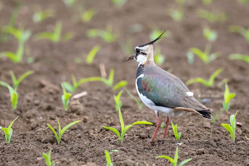 B65A1750-Kievit-Lapwing-Kiebitz-Vanneau-hyppe-Avefria_1