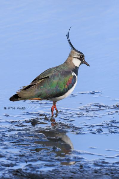 BR8A0686-Kievit-Lapwing-Kiebitz-Vanneau-hyppe-Avefria_1