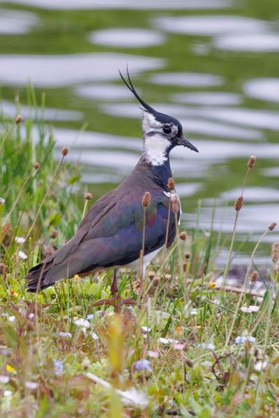 BR8A1113-Kievit-Lapwing-Kiebitz-Vanneau-hyppe-Avefria_1