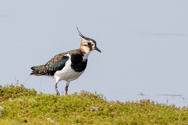 BR8A6702-Kievit-Lapwing-Kiebitz-Vanneau-hyppe-Avefria_1