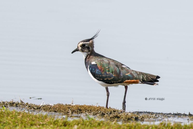 BR8A6733-Kievit-Lapwing-Kiebitz-Vanneau-hyppe-Avefria_1