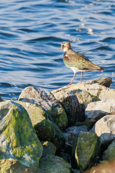 BR8A8748-Kievit-Lapwing-Kiebitz-Vanneau-hyppe-Avefria_1