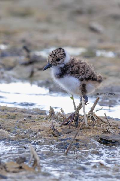 BR8A9294-Kievit-Lapwing-Kiebitz-Vanneau-hyppe-Avefria_1
