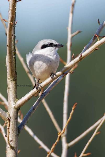 0N0A0193-Klapekster-Lanius-excubitor-Great-Grey-Shrike-Raubwurger-Pie-grieche-grise-Alcaudon-norteno_1