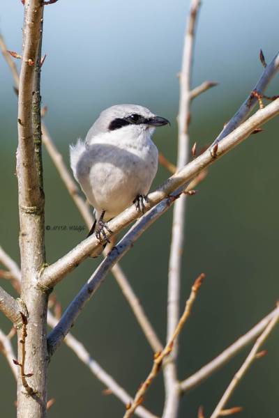 0N0A0193-Klapekster-Lanius-excubitor-Great-Grey-Shrike-Raubwurger-Pie-grieche-grise-Alcaudon-norteno_1