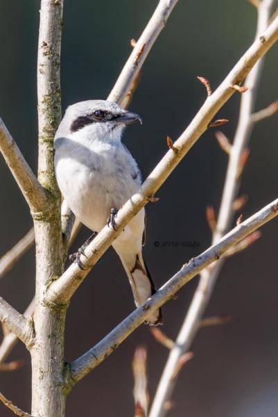 0N0A0265-Klapekster-Lanius-excubitor-Great-Grey-Shrike-Raubwurger-Pie-grieche-grise-Alcaudon-norteno_1