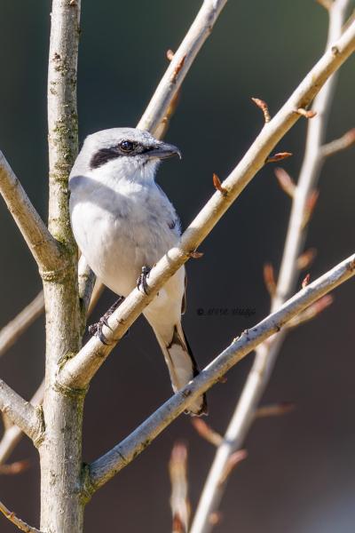 0N0A0265-Klapekster-Lanius-excubitor-Great-Grey-Shrike-Raubwurger-Pie-grieche-grise-Alcaudon-norteno_1