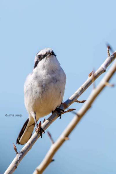 0N0A0397-Klapekster-Lanius-excubitor-Great-Grey-Shrike-Raubwurger-Pie-grieche-grise-Alcaudon-norteno_1