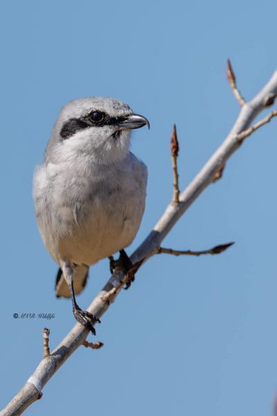 0N0A0445-Klapekster-Lanius-excubitor-Great-Grey-Shrike-Raubwurger-Pie-grieche-grise-Alcaudon-norteno_1