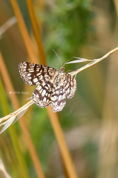 B65A0518-Klaverspanner-Chiasmia-Clathrata-Latticed-Heath-Klee-Gitterspanner-le-Geometre-a-barreaux_1