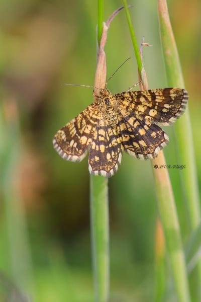 B65A4630-Klaverspanner-Chiasmia-Clathrata-Latticed-Heath-Klee-Gitterspanner-le-Geometre-a-barreaux_1
