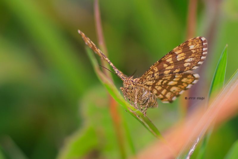 BR8A4608-Klaverspanner-Chiasmia-Clathrata-Latticed-Heath-Klee-Gitterspanner-le-Geometre-a-barreaux_1