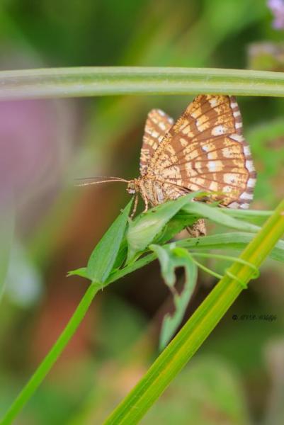 BR8A4614-Klaverspanner-Chiasmia-Clathrata-Latticed-Heath-Klee-Gitterspanner-le-Geometre-a-barreaux_1
