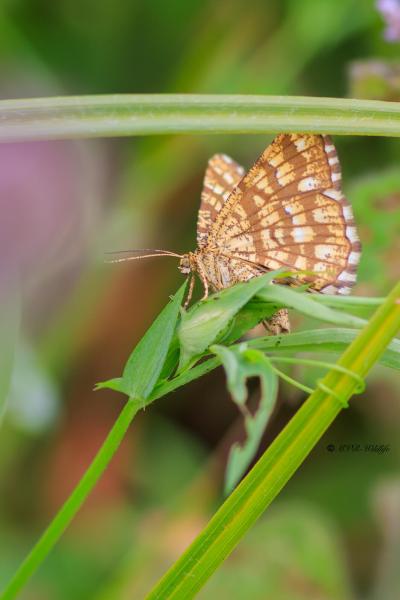 BR8A4614-Klaverspanner-Chiasmia-Clathrata-Latticed-Heath-Klee-Gitterspanner-le-Geometre-a-barreaux_1