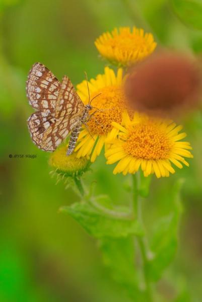 BR8A4680-Klaverspanner-Chiasmia-Clathrata-Latticed-Heath-Klee-Gitterspanner-le-Geometre-a-barreaux_1