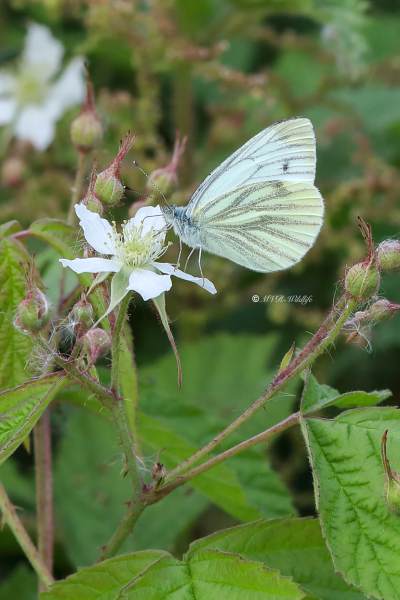 B65A0314-Klein-Geaderd-Witje-Pieris-Napi-Green-veined-White-Rapsweissling-Grunader-Weissling-Pieride-du-Navet_1