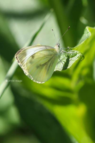 B65A2666-Klein-Geaderd-Witje-Pieris-Napi-Green-veined-White-Rapsweissling-Grunader-Weissling-Pieride-du-Navet_1