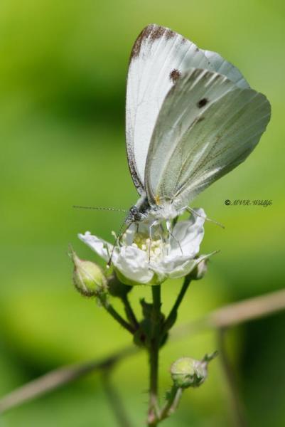 B65A3192-Klein-Geaderd-Witje-Pieris-Napi-Green-veined-White-Rapsweissling-Grunader-Weissling-Pieride-du-Navet_1