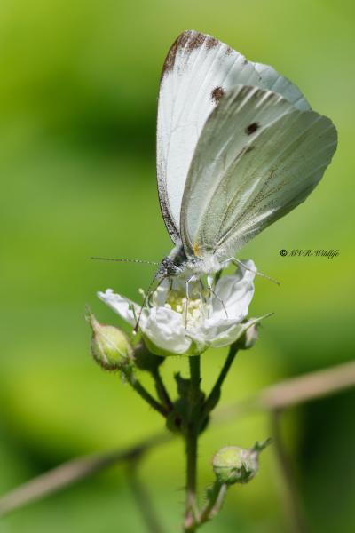 B65A3192-Klein-Geaderd-Witje-Pieris-Napi-Green-veined-White-Rapsweissling-Grunader-Weissling-Pieride-du-Navet_1