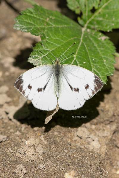 B65A6480-Klein-Geaderd-Witje-Pieris-Napi-Green-veined-White-Rapsweissling-Grunader-Weissling-Pieride-du-Navet_1