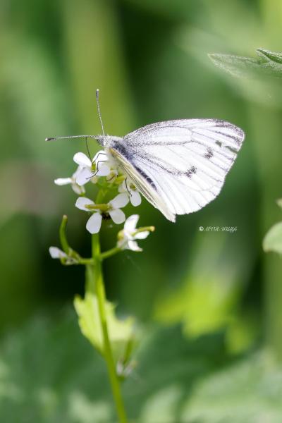 BR8A0409-Klein-Geaderd-Witje-Pieris-Napi-Green-veined-White-Rapsweissling-Grunader-Weissling-Pieride-du-Navet_1
