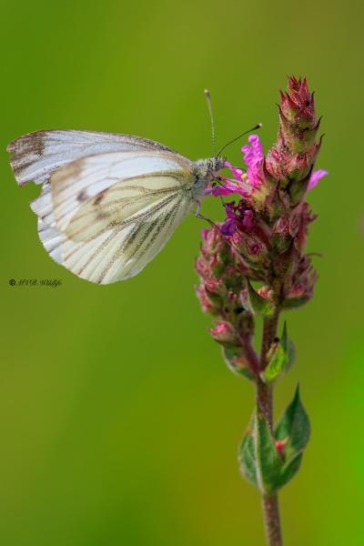 BR8A3138-Klein-Geaderd-Witje-Pieris-Napi-Green-veined-White-Rapsweissling-Grunader-Weissling-Pieride-du-Navet_1