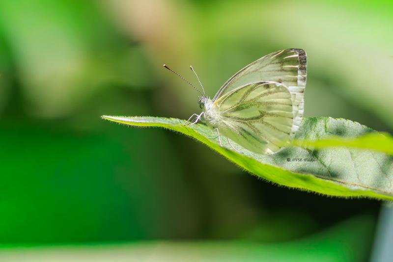BR8A3333-Klein-Geaderd-Witje-Pieris-Napi-Green-veined-White-Rapsweissling-Grunader-Weissling-Pieride-du-Navet_1