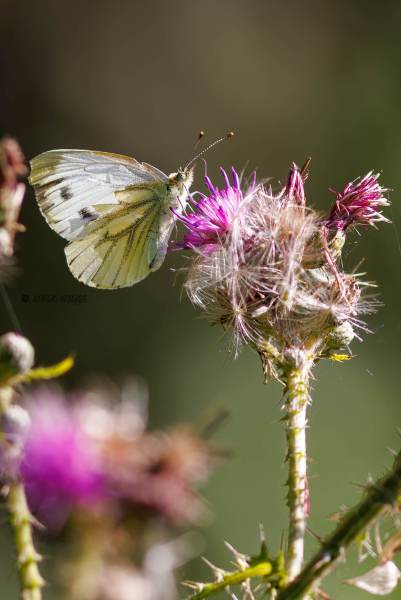 BR8A3346-Klein-Geaderd-Witje-Pieris-Napi-Green-veined-White-Rapsweissling-Grunader-Weissling-Pieride-du-Navet_1