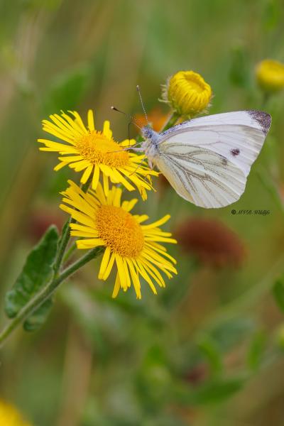 BR8A4635-Klein-Geaderd-Witje-Pieris-Napi-Green-veined-White-Rapsweissling-Grunader-Weissling-Pieride-du-Navet_1