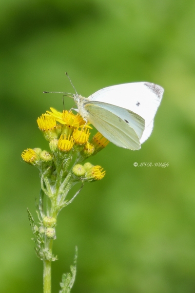 B65A0432-Klein-Koolwitje-Pieris-Rapae-Small-White-Kleiner-Kohlweissling-Petit-Blanc-du-Chou