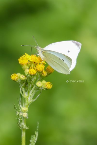 B65A0432-Klein-Koolwitje-Pieris-Rapae-Small-White-Kleiner-Kohlweissling-Petit-Blanc-du-Chou_1