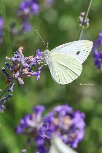 B65A2950-Klein-Koolwitje-Pieris-Rapae-Small-White-Kleiner-Kohlweissling-Petit-Blanc-du-Chou_1