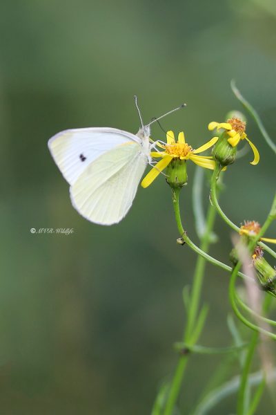 B65A5623-Klein-Koolwitje-Pieris-Rapae-Small-White-Kleiner-Kohlweissling-Petit-Blanc-du-Chou_1