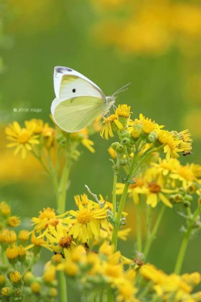 B65A5834-Klein-Koolwitje-Pieris-Rapae-Small-White-Kleiner-Kohlweissling-Petit-Blanc-du-Chou_1