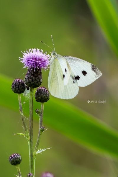 B65A5868-Klein-Koolwitje-Pieris-Rapae-Small-White-Kleiner-Kohlweissling-Petit-Blanc-du-Chou