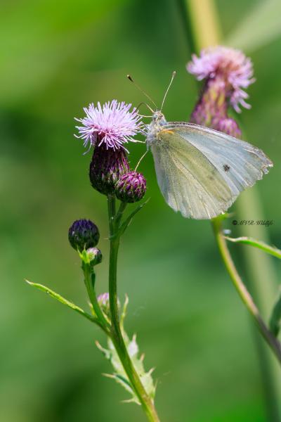 BR8A2956-Klein-Koolwitje-Pieris-Rapae-Small-White-Kleiner-Kohlweissling-Petit-Blanc-du-Chou_1