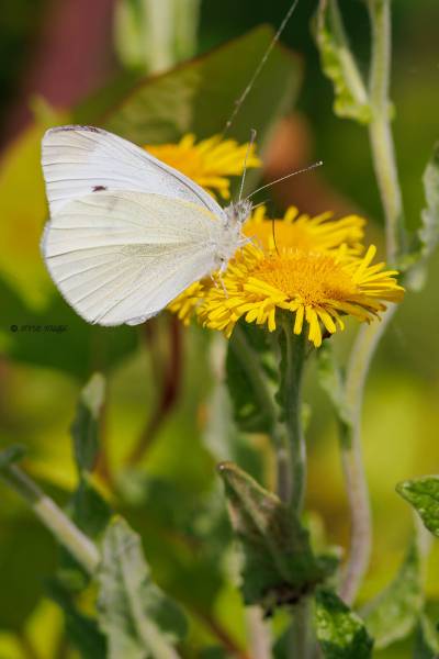 BR8A3030-Klein-Koolwitje-Pieris-Rapae-Small-White-Kleiner-Kohlweissling-Petit-Blanc-du-Chou_1