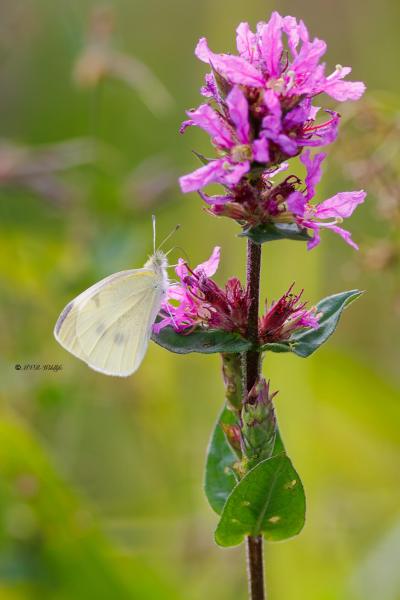 BR8A3913-Klein-Koolwitje-Pieris-Rapae-Small-White-Kleiner-Kohlweissling-Petit-Blanc-du-Chou_1