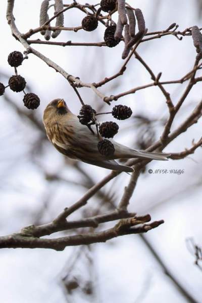 BR8A9427-Kleine-Barmsijs-Acanthis-cabaret-Lesser-Redpoll-Alpen-Birkenzeisig-Sizerin-cabaret-Pardillo-alpino_1