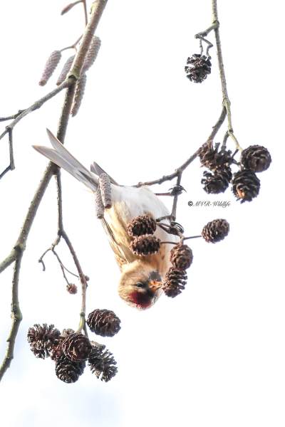 BR8A9512-Kleine-Barmsijs-Acanthis-cabaret-Lesser-Redpoll-Alpen-Birkenzeisig-Sizerin-cabaret-Pardillo-alpino_1