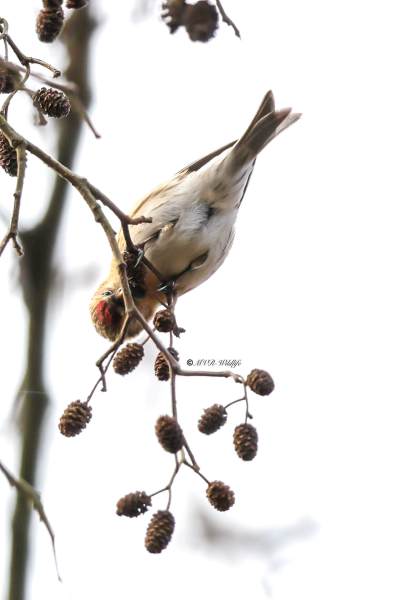 BR8A9565-Kleine-Barmsijs-Acanthis-cabaret-Lesser-Redpoll-Alpen-Birkenzeisig-Sizerin-cabaret-Pardillo-alpino_1