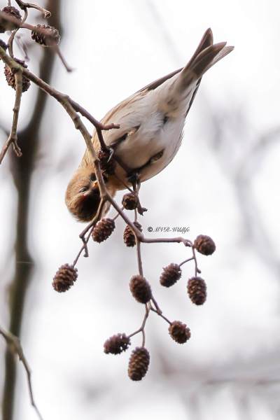 BR8A9566-Kleine-Barmsijs-Acanthis-cabaret-Lesser-Redpoll-Alpen-Birkenzeisig-Sizerin-cabaret-Pardillo-alpino_1