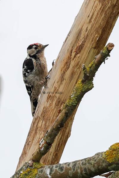 A34I0675-Kleine-Bonte-Specht-Lesser-Spotted-Woodpecker-Kleinspecht-Pic-epeichette-Pico-menor_1