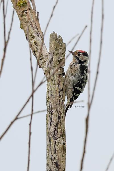A34I0700-Kleine-Bonte-Specht-Lesser-Spotted-Woodpecker-Kleinspecht-Pic-epeichette-Pico-menor_1