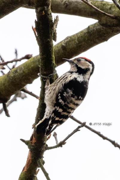 BR8A1167-Kleine-Bonte-Specht-Lesser-Spotted-Woodpecker-Kleinspecht-Pic-epeichette-Pico-menor_1