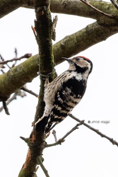 BR8A1167-Kleine-Bonte-Specht-Lesser-Spotted-Woodpecker-Kleinspecht-Pic-epeichette-Pico-menor_1