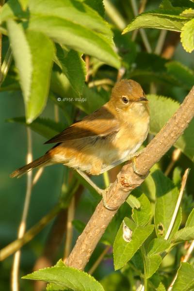 77A2407-Kleine-Karekiet-European-Reed-Warbler-Teichrohrsanger-Rousserolle-Effarvatte-Carricero-Comun_1