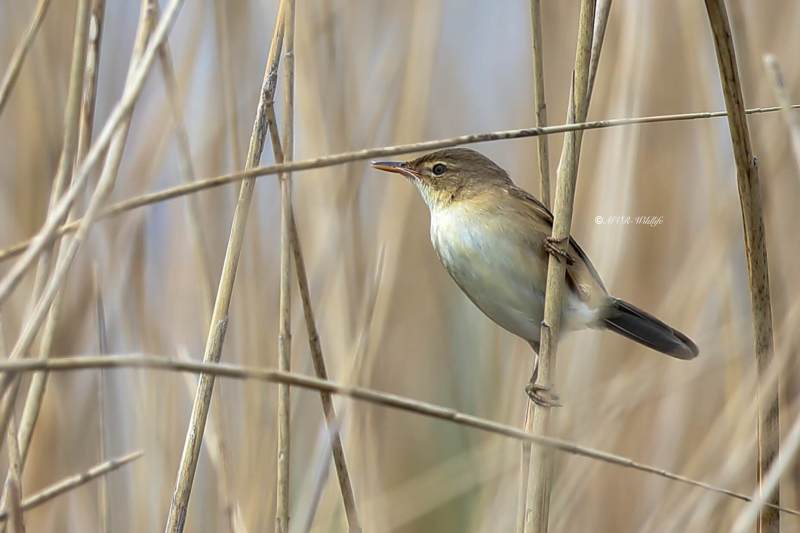 B65A1527-Kleine-Karekiet-European-Reed-Warbler-Teichrohrsanger-Rousserolle-Effarvatte-Carricero-Comun_1
